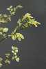 <em>Ulmus minor variegata</em>